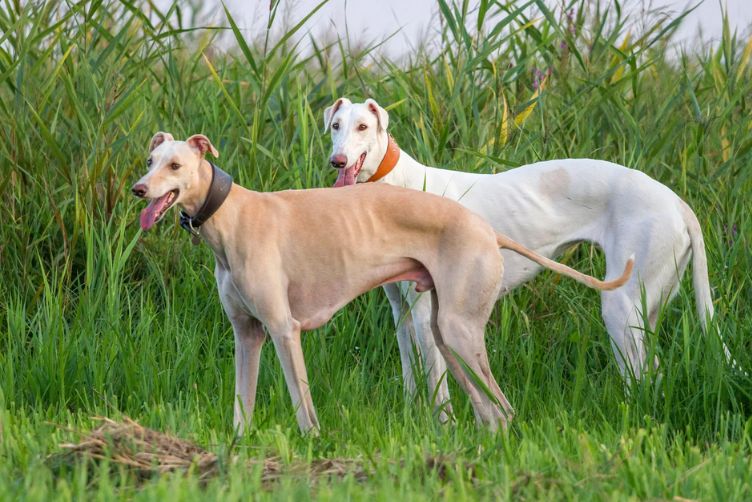 top 10 giống chó chạy nhanh nhất