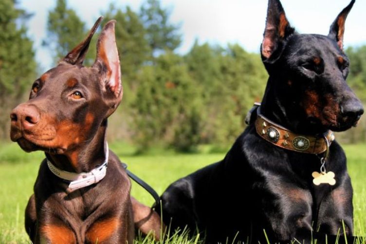 Tìm hiểu về giống chó Doberman