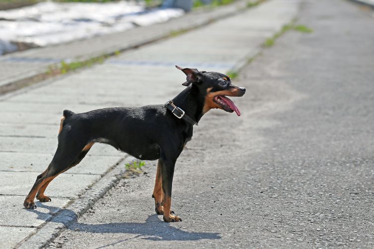 tìm hiểu về giống chó phốc hươu