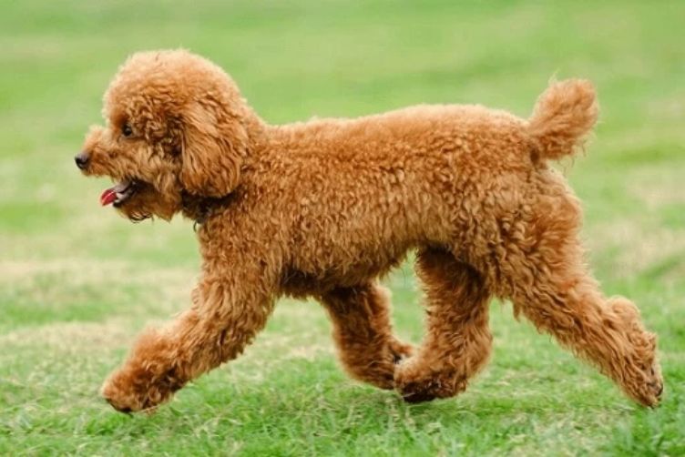 poodle toy