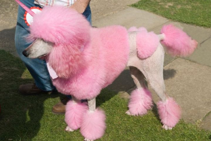 chăm sóc chó sau khi cạo lông