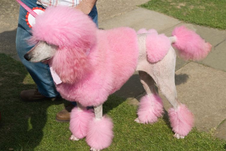 chăm sóc chó sau khi cạo lông