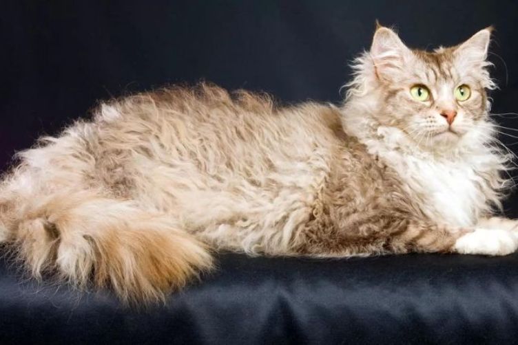 tìm hiểu về giống mèo lông xoăn