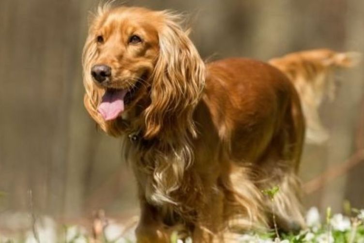 tìm hiểu về giống chó Cocker Spaniel