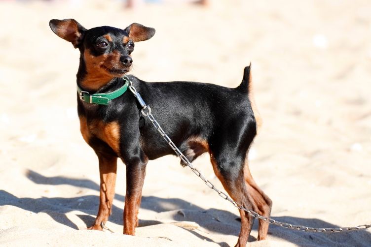 tìm hiểu về giống chó phốc hươu