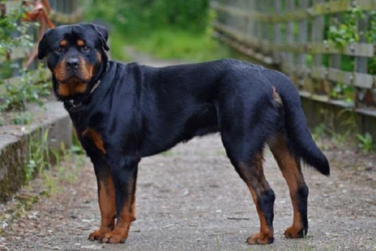 Chó Rottweiler