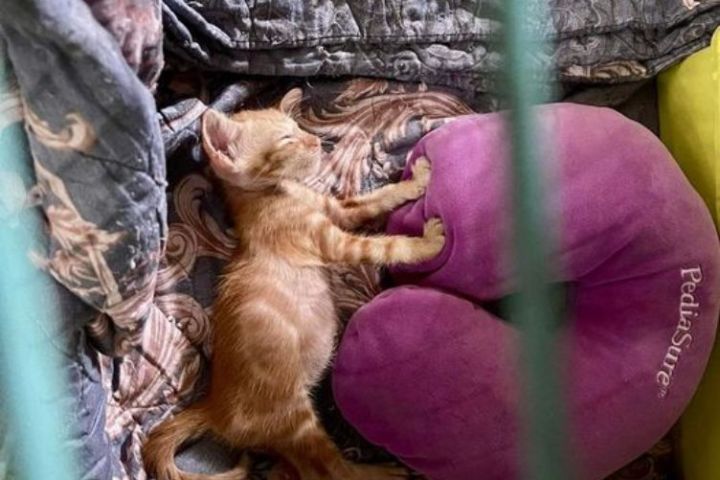 cứu hộ chó mèo đà nẵng