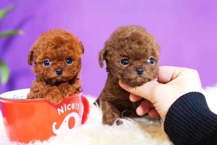 poodle teacup