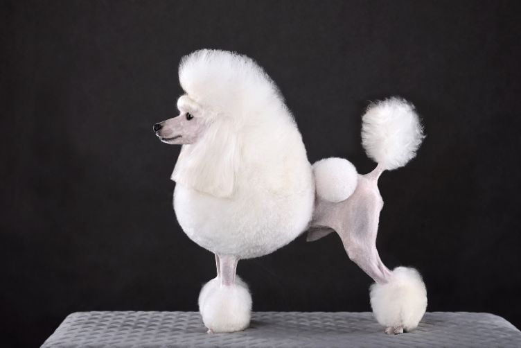 chăm sóc chó sau khi cạo lông