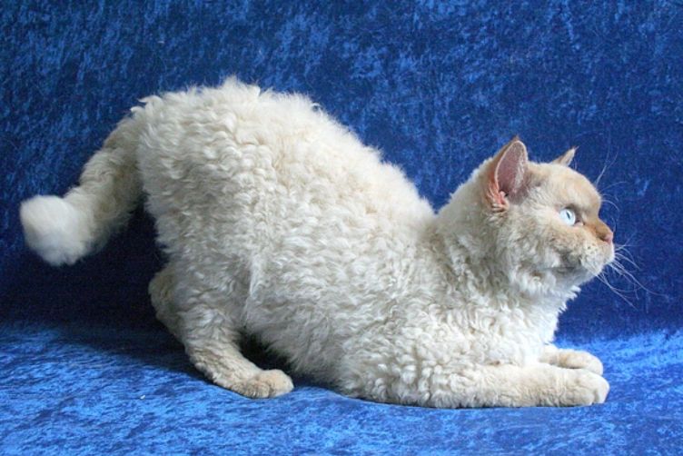 Mèo Selkirk Rex