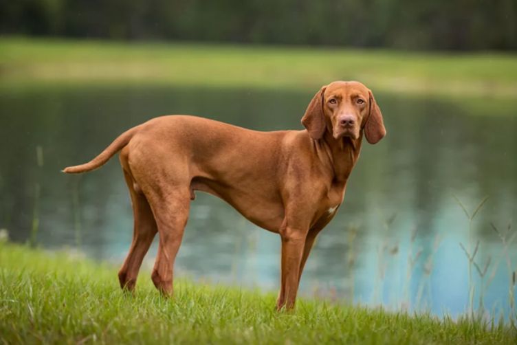 top 10 giống chó chạy nhanh nhất