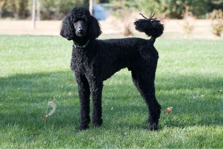 các loại size chó poodle