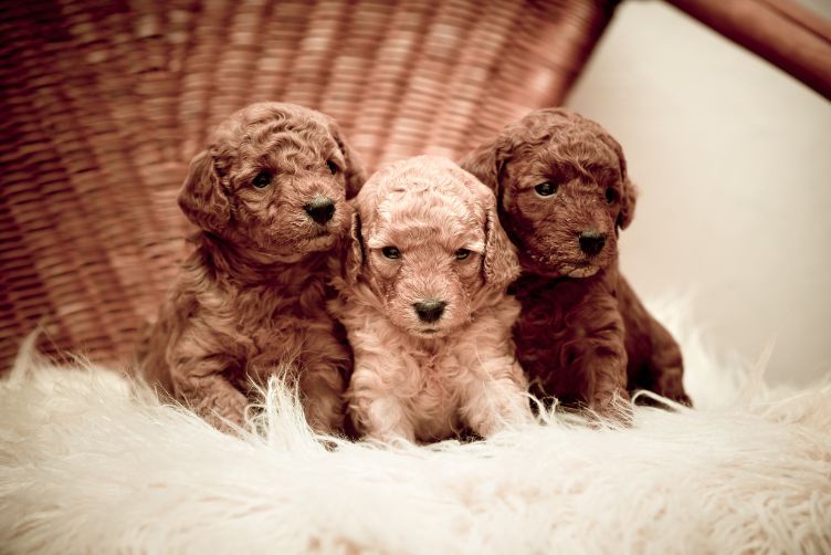 chăm sóc chó sau khi cạo lông