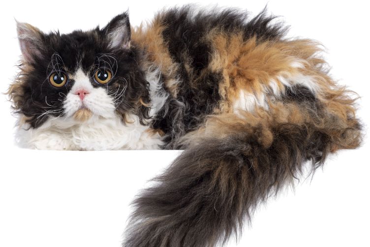 Mèo Selkirk Rex