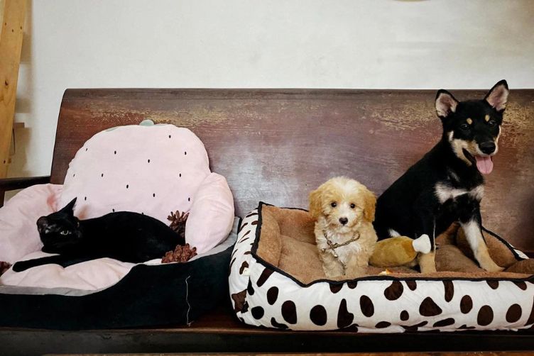 những điều cấm kỵ khi nuôi chó