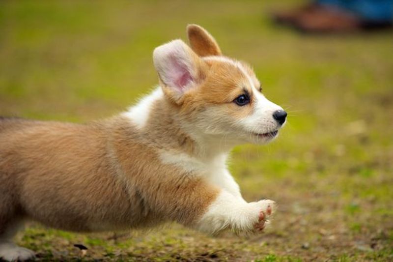 thức ăn hạt cho chó corgi