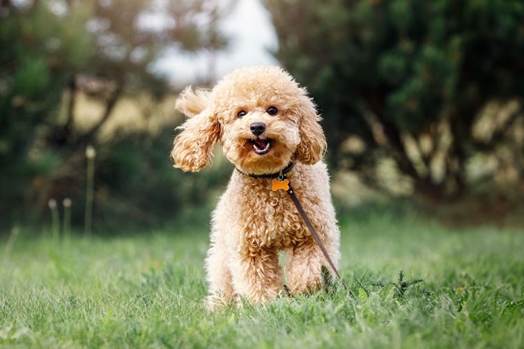 Miniature Poodle