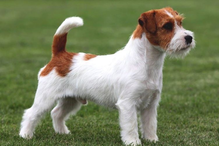 Chó sục Jack Russell