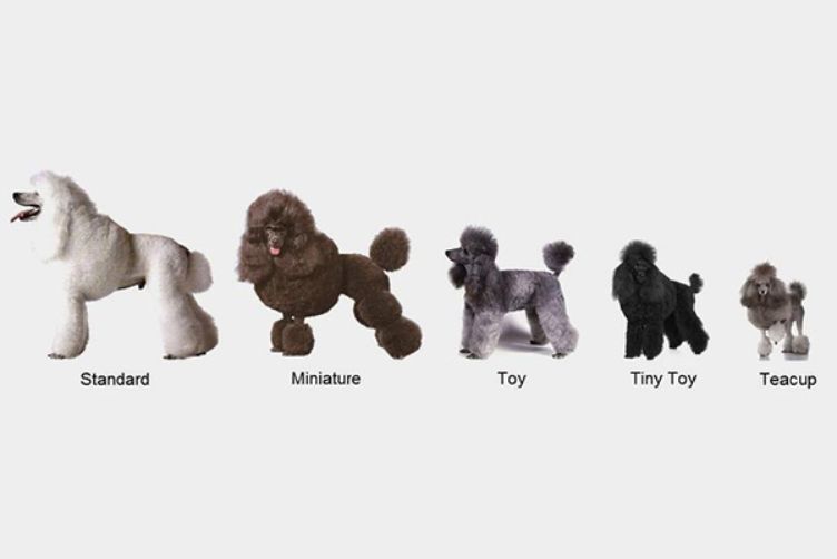 các loại size chó poodle