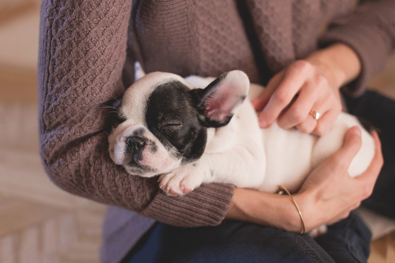 Nguyên nhân và cách chữa bệnh chó tiểu ra máu