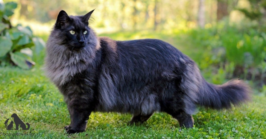 Các giống mèo đắt nhất