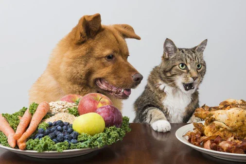 có nên cho chó mèo ăn chay