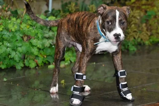 chó chân vòng kiềng và chó bị hạ bàn