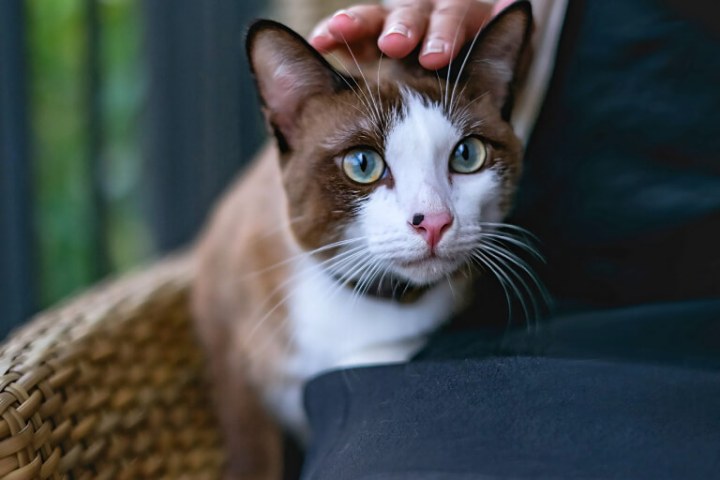 Mèo tất trắng Snowshoe