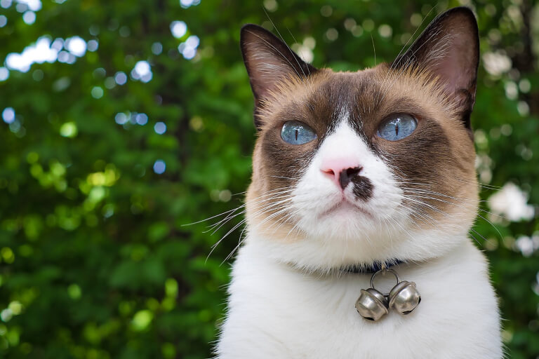 Mèo tất trắng Snowshoe