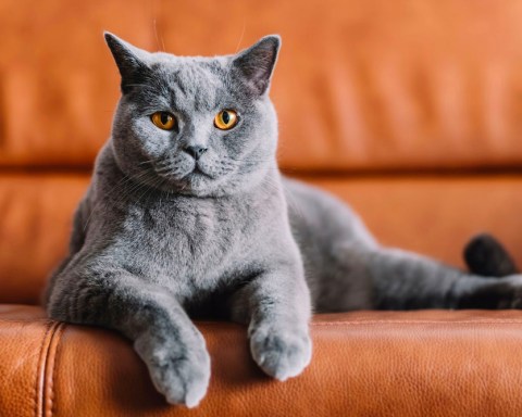 Mèo Chartreux Pháp