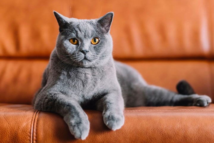 Mèo Chartreux Pháp