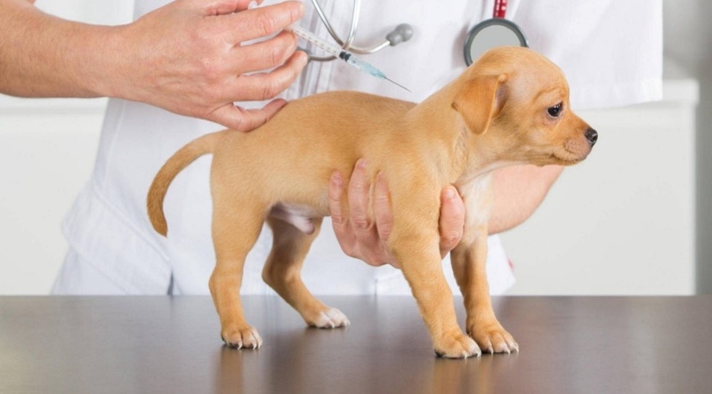 Nguyên nhân và cách chữa bệnh chó tiểu ra máu