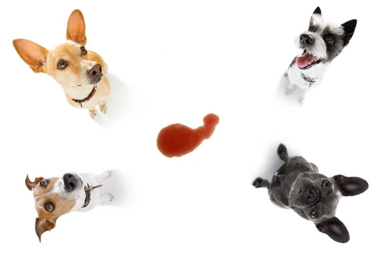 cách khắc phục tiểu ra máu ở chó