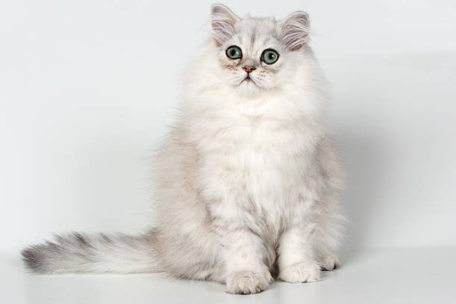 giá mèo chinchilla