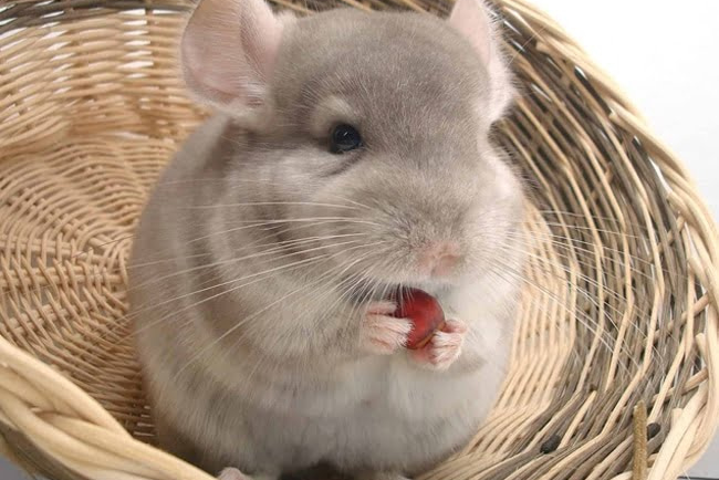 sóc chuột chinchilla giá bao nhiêu
