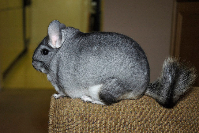 chinchilla là con gì