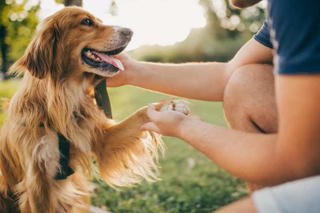 các bài huấn luyện chó tại nhà