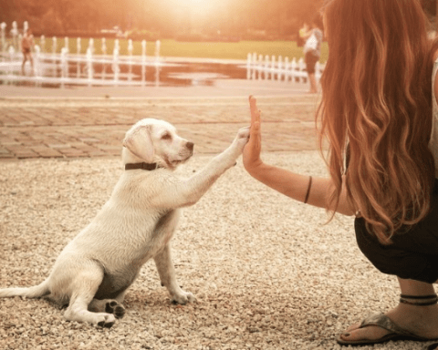 Các bài huấn luyện cho chó tại nhà đơn giản
