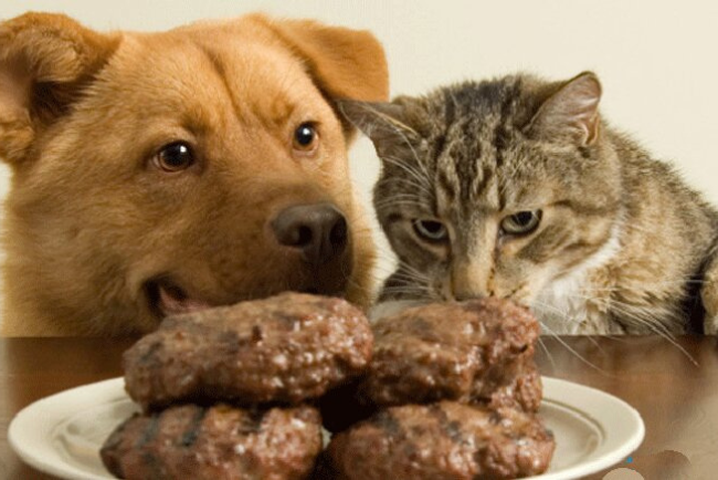 có nên cho chó mèo ăn chay