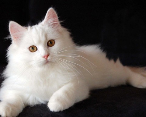 Tìm hiểu về giống mèo chinchilla