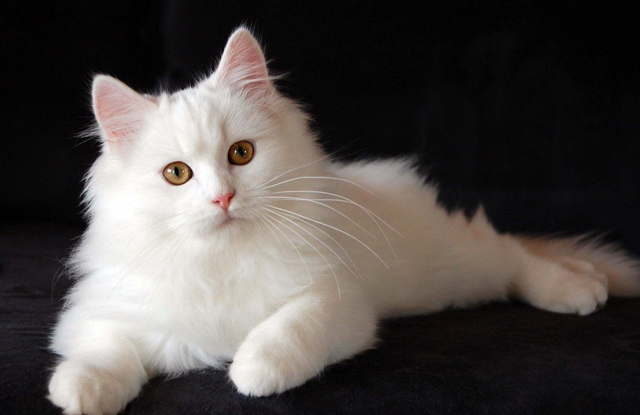 Tìm hiểu về giống mèo chinchilla