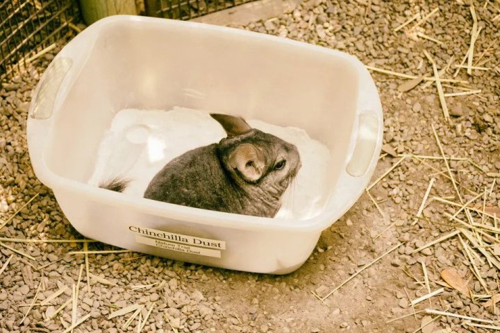 Tìm hiểu về sóc chuột Chinchilla