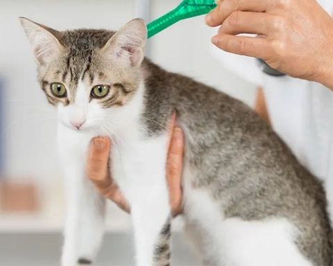 những lưu ý khi tẩy giun cho chó mèo tại nhà