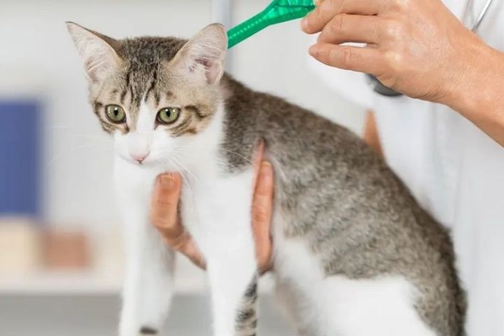 những lưu ý khi tẩy giun cho chó mèo tại nhà