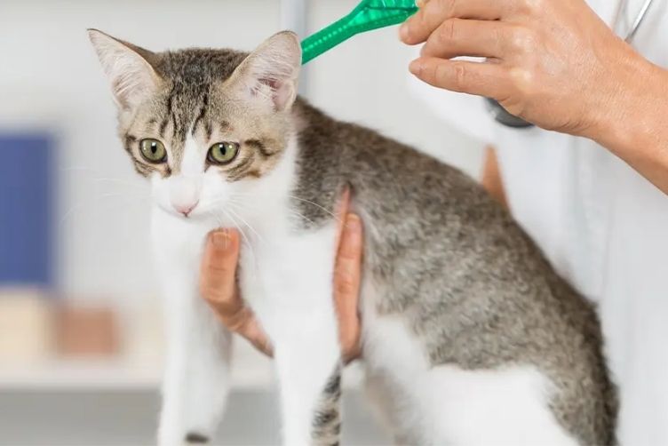 những lưu ý khi tẩy giun cho chó mèo tại nhà