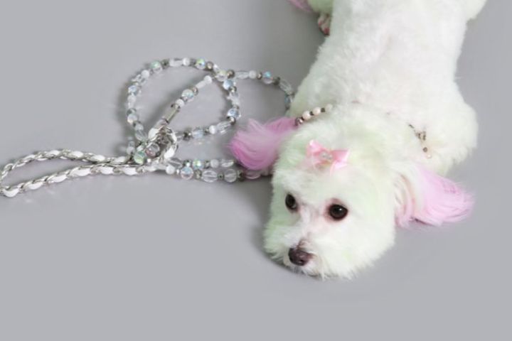 tìm hiểu về nhuộm lông chó mèo