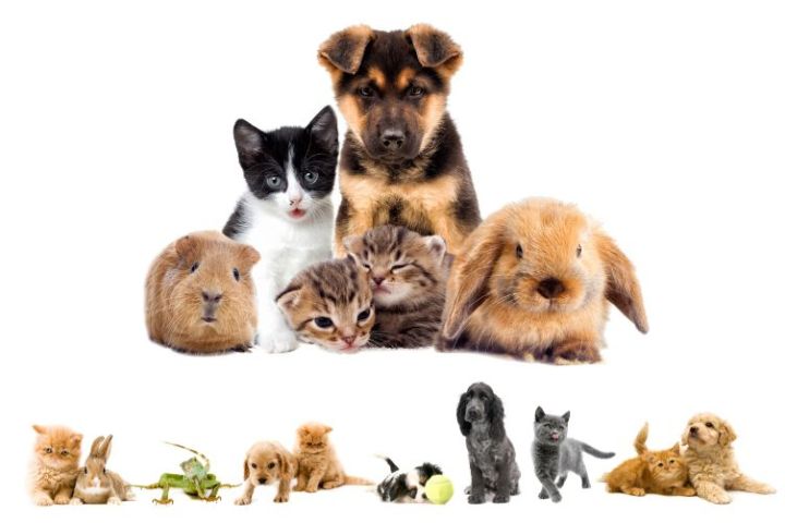 Top 10 các loại thú nuôi độc lạ