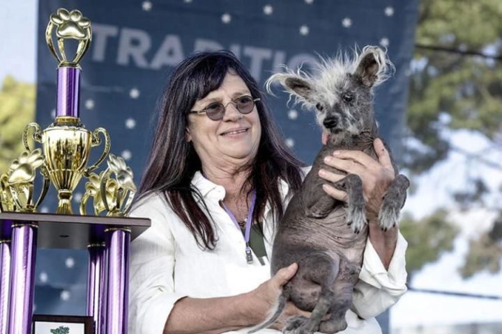 top 10 giống chó độc lạ nhất