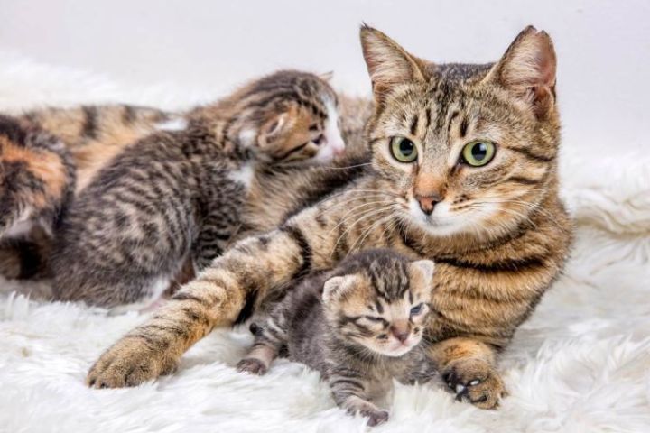 nên nhận nuôi mèo con hay mèo trưởng thành