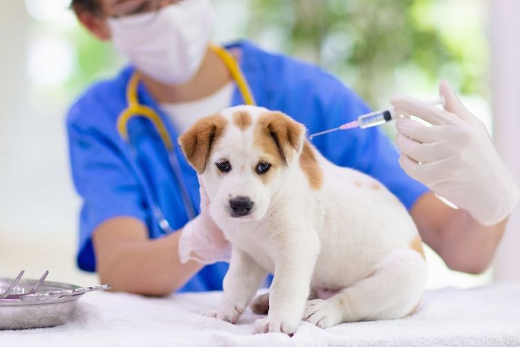 những điều cần biết khi tiêm phòng chó mèo